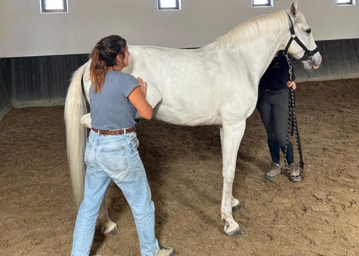EQUI19