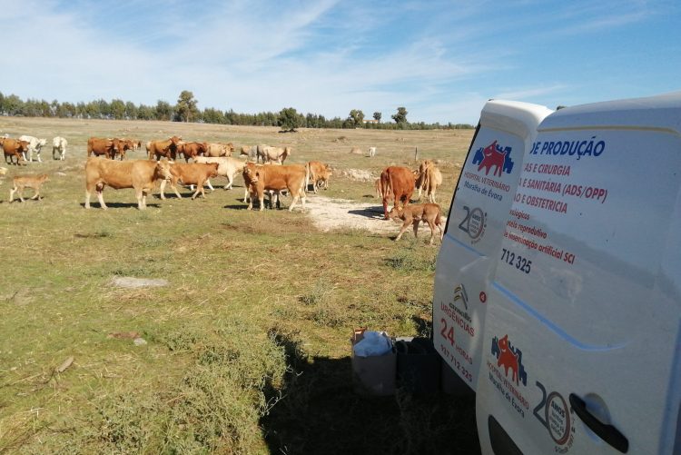 Animais de Producao