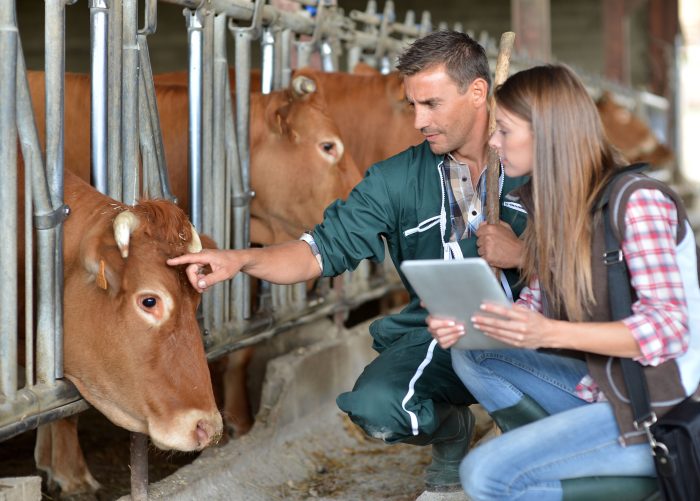 bigstock-Farmer-and-veterinarian-checki-37396330