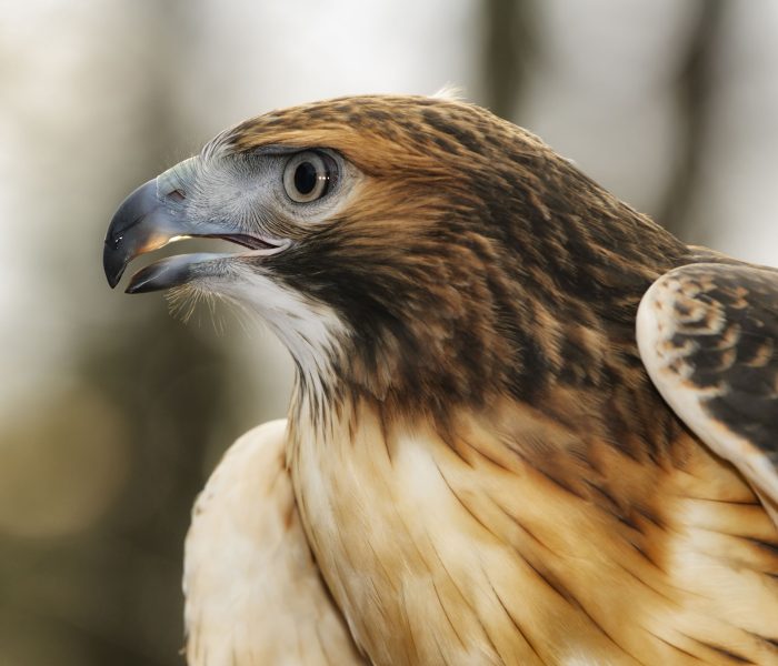 bigstock-Red-tailed-Hawk-45838528