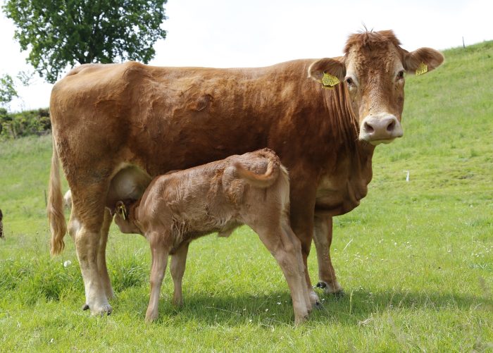 cow-489687