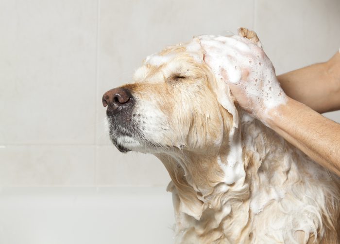 Bathroom to a dog