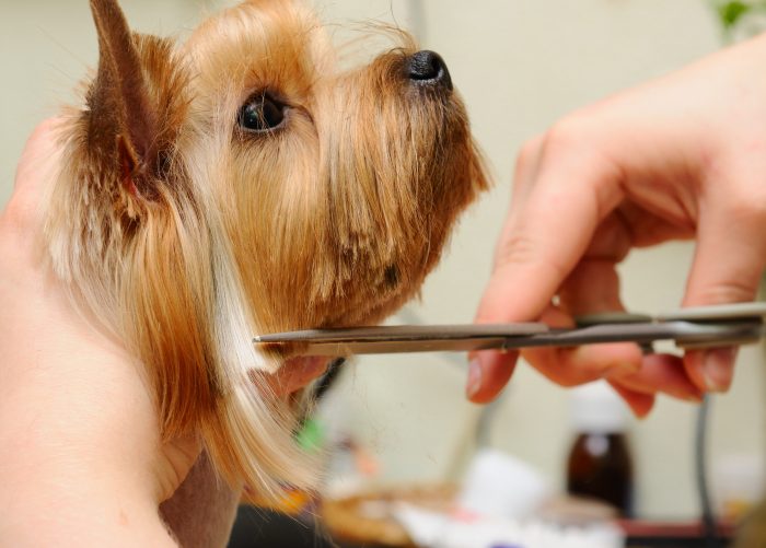 dog-corte